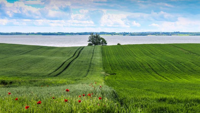 Hügel bei Sondrup mit Feld und Mohnblume