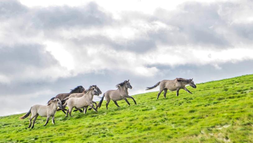 Pferd am Nørrestrand in Horsens