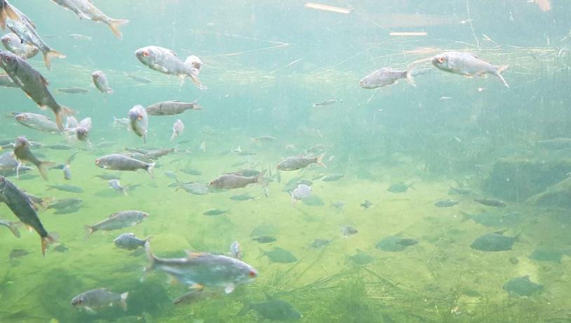 Fische schwimmen unter Wasser im Gudenå