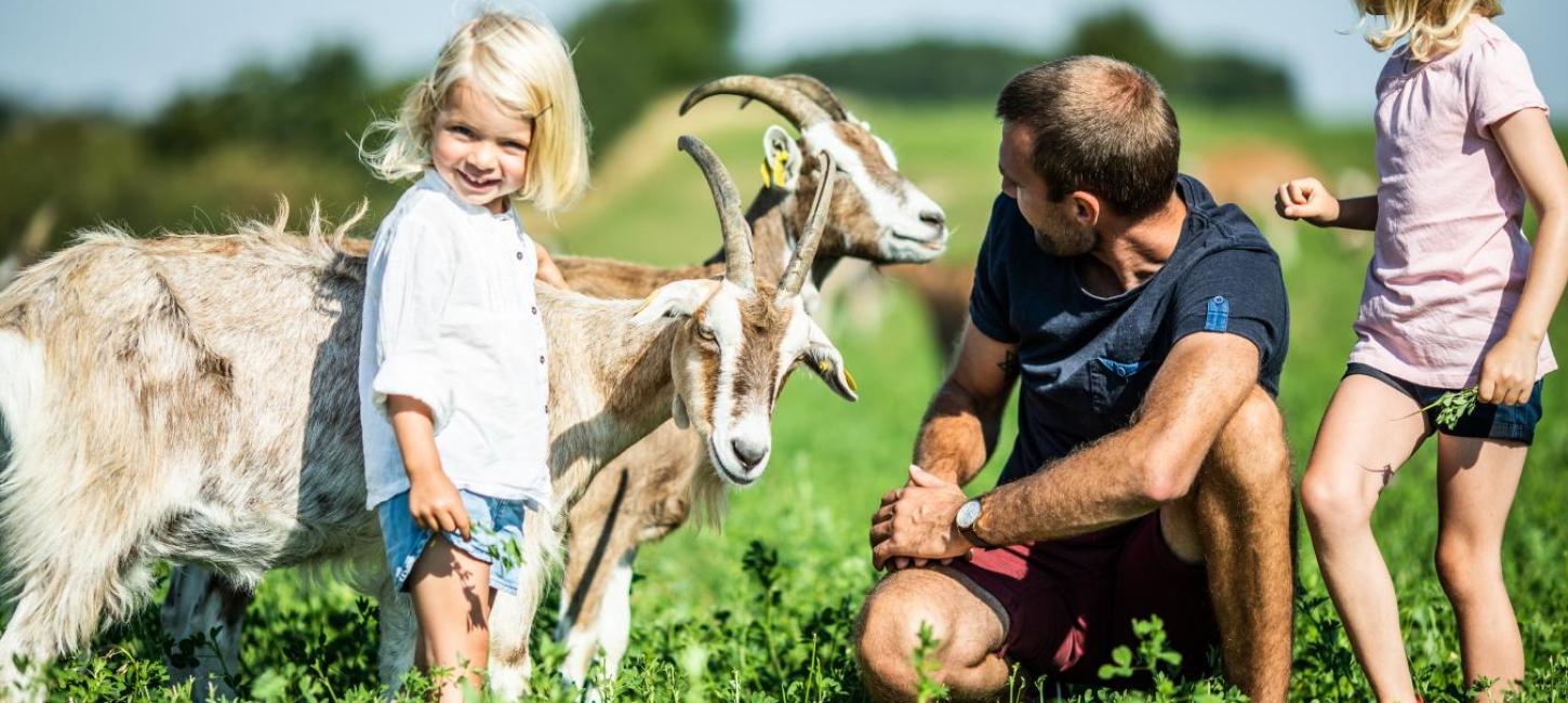 Ein Vater und seine Kinder begrüßen Ziegen bei Bio „Ged & Grønt“