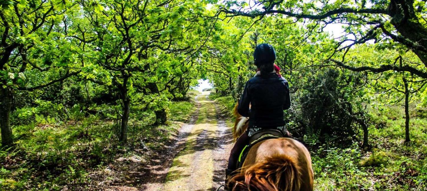 Reiten auf der Kanincheninsel Endelave im ostjütischen Inselmeer – ein Teil der Urlaubsregion Küstenland