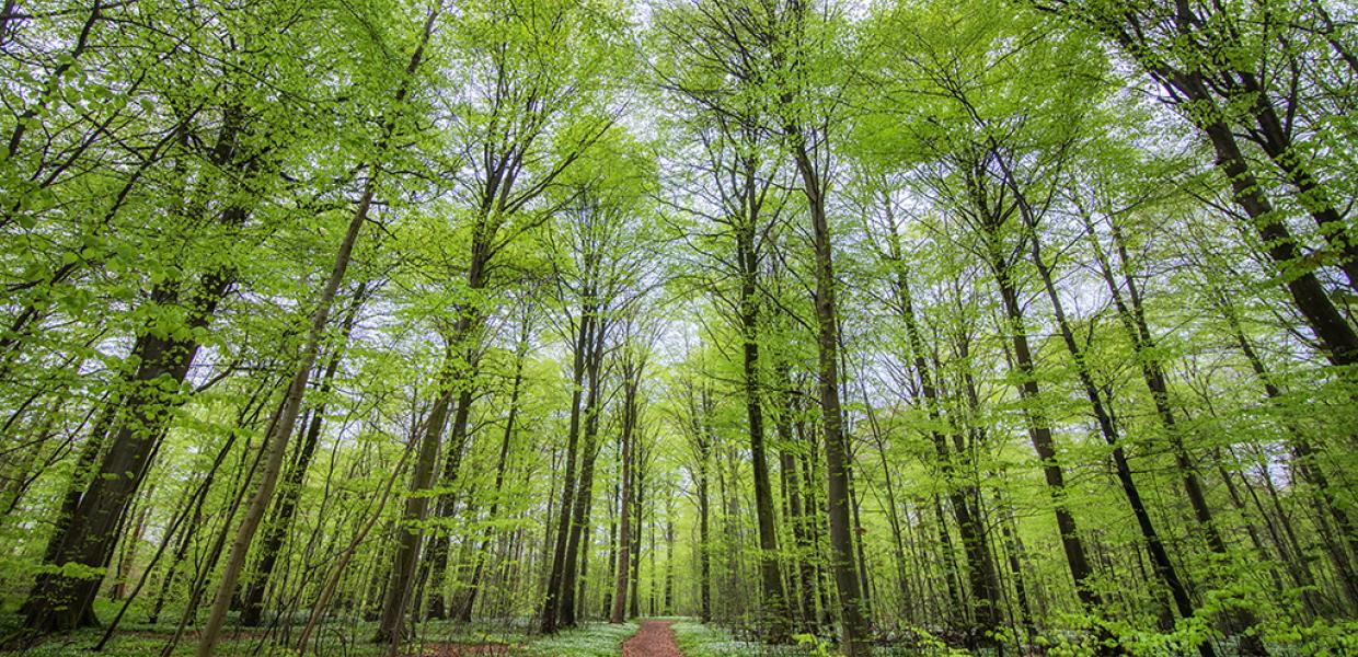 Baumspitzen im Boller Skov bei Horsens