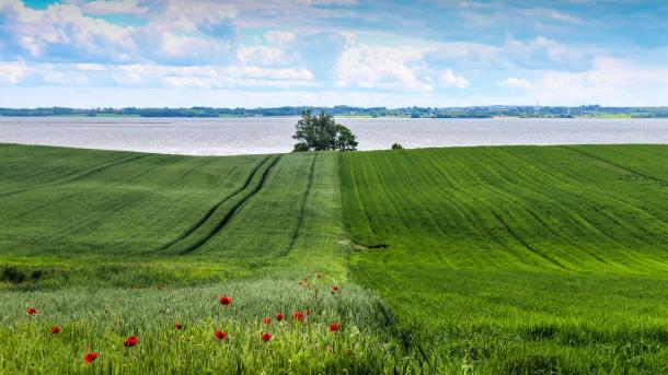 Hügel bei Sondrup mit Feld und Mohnblume