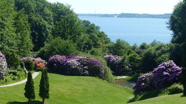 Rhododendronbüsche im Park am Hotel Vejlefjord