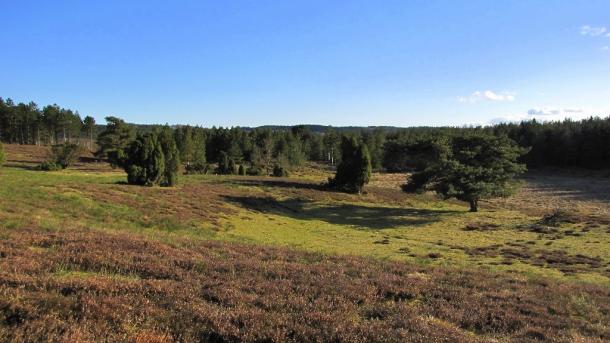 Heidehügel bei Ryhule nahe Salten Langsø