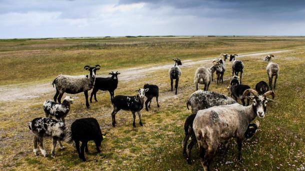 Ziegen essen an einem Fußweg auf Endelave Gras