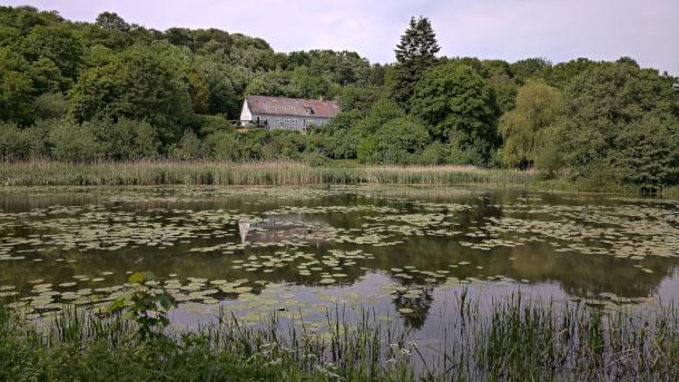 Seerosen auf dem Wasser am See von Egebjerg