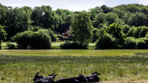 Kühe liegen bei Ørting Mose im Gras