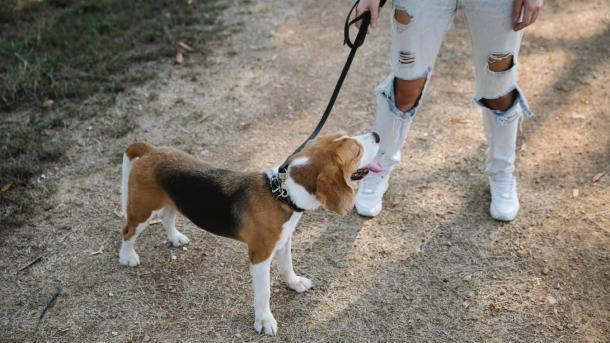 Beagle an der Leine auf einem Pfad