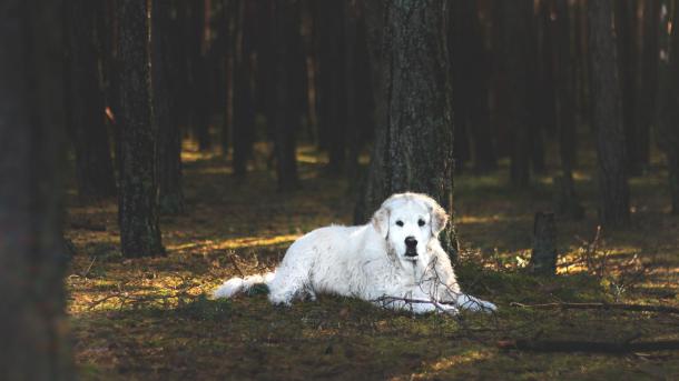 Hund liegt am Waldboden zwischen Bäumen