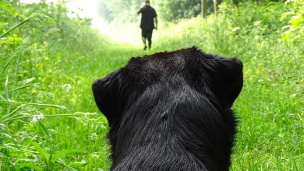 Hund liegt auf Graspfad im Wald und sieht Mann an