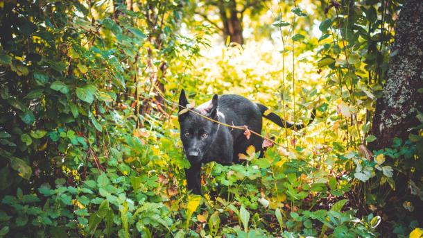 Hund geht im Wald durch hohes Gras