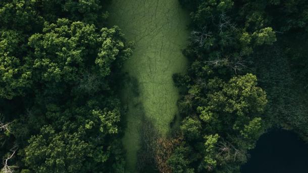 Luftbild von Wald und Moor