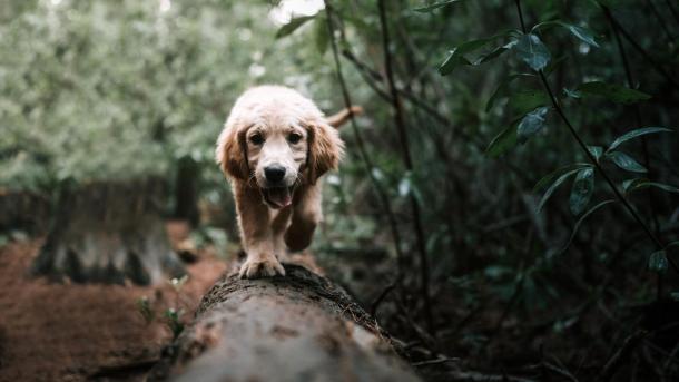 Hund läuft auf Baumstamm im Wald