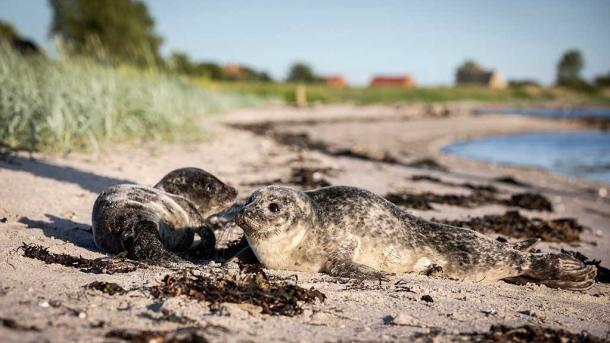 Zwei Seehunde am Strand von Hjarnø