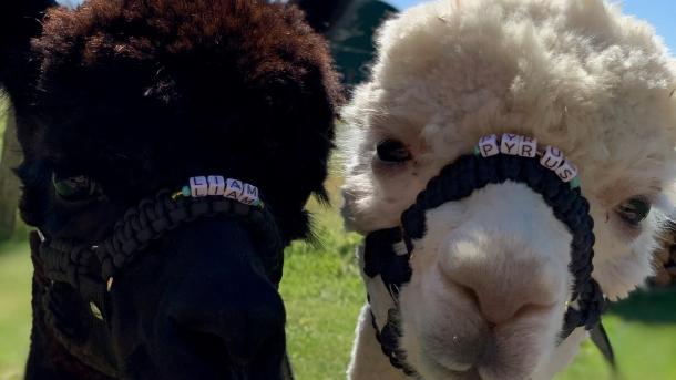 En brun og hvid alpaca