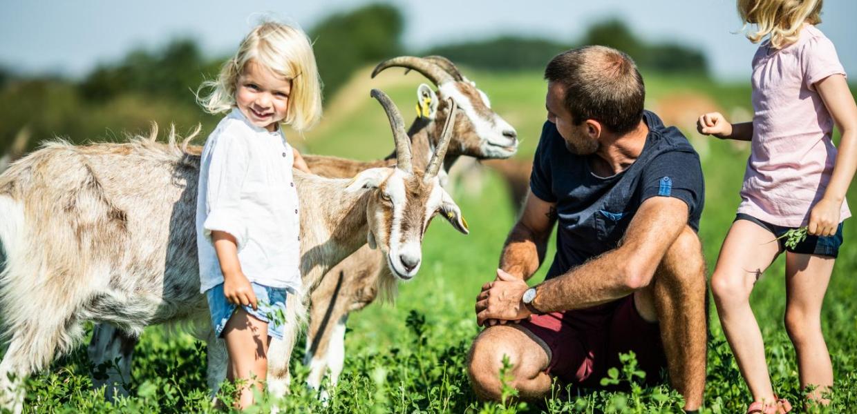 Ein Vater und seine Kinder begrüßen Ziegen bei Bio „Ged & Grønt“
