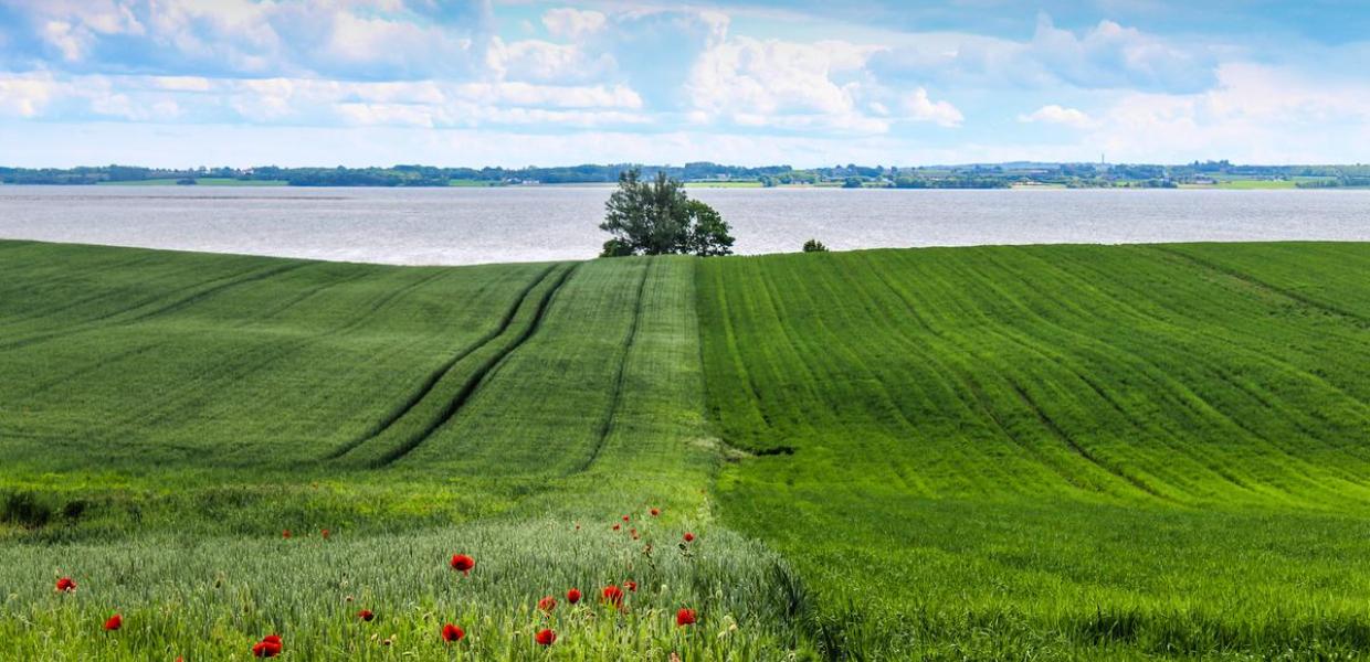 Hügel bei Sondrup mit Feld und Mohnblume