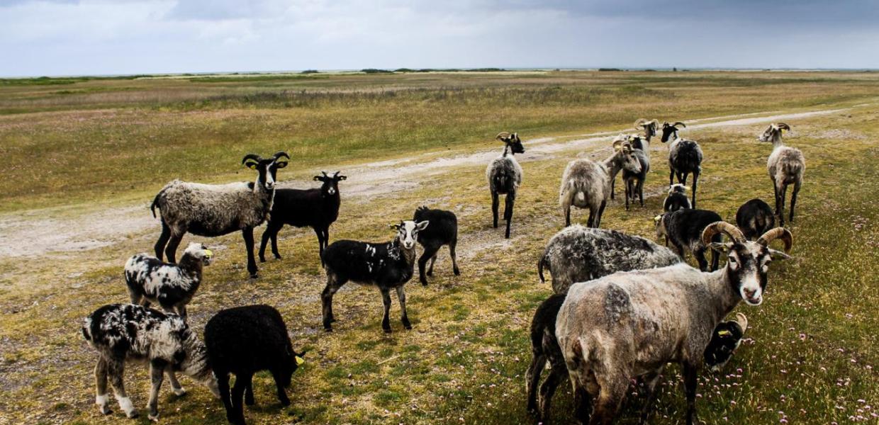 Ziegen essen an einem Fußweg auf Endelave Gras