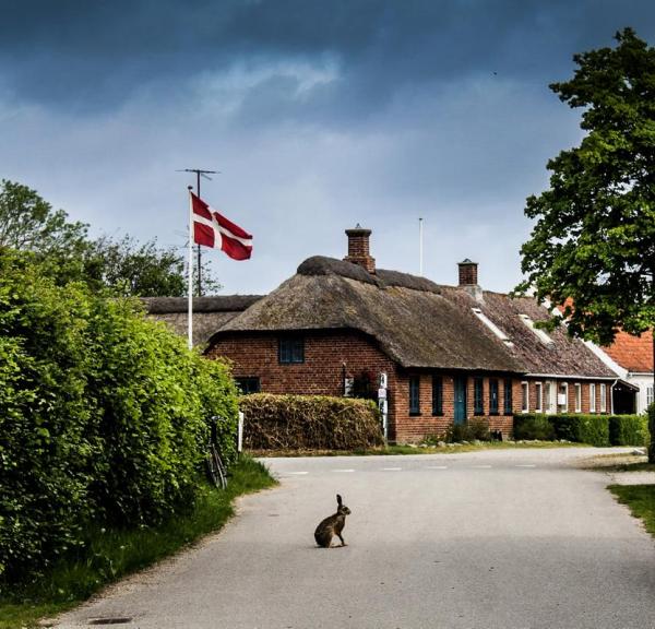 Wildes Kaninchen auf Endelave