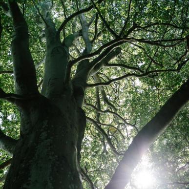 Baumwipfel im Wald