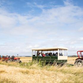 Geführte Tour auf Hjarnø mit rotem Traktor