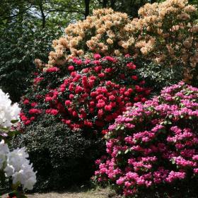Große weiße, rote und pinkfarbene Rhododendronbüsche