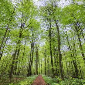 Baumspitzen im Boller Skov bei Horsens