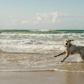 Mann in Badeshorts an der Wasserkante mit hellem Labrador