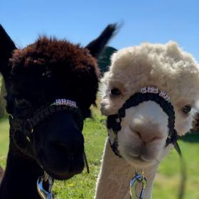 En brun og hvid alpaca