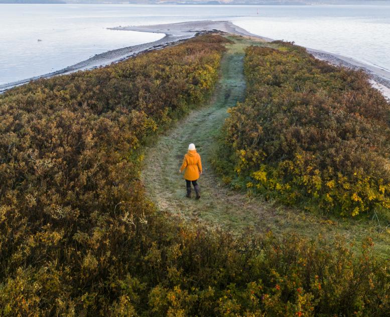 Borre Knob i Horsens Fjord